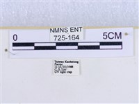 粉蝶燈蛾藏品圖，第3張