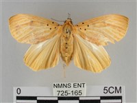 橙擬燈蛾藏品圖，第1張