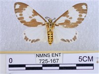 後凸蝶燈蛾藏品圖，第1張