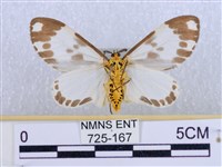 後凸蝶燈蛾藏品圖，第2張