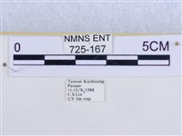 後凸蝶燈蛾藏品圖，第3張