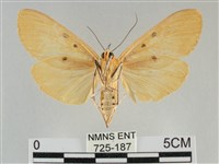 橙擬燈蛾藏品圖，第2張