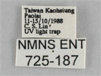 橙擬燈蛾藏品圖，第3張