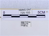 後凸蝶燈蛾藏品圖，第3張