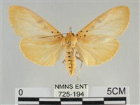 橙擬燈蛾藏品圖，第1張