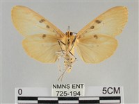 橙擬燈蛾藏品圖，第2張