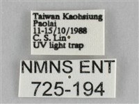 橙擬燈蛾藏品圖，第3張