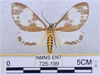 後凸蝶燈蛾藏品圖，第1張