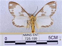 後凸蝶燈蛾藏品圖，第2張