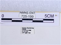 後凸蝶燈蛾藏品圖，第3張