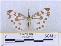 粉蝶燈蛾藏品圖，第1張