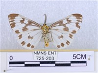 粉蝶燈蛾藏品圖，第2張