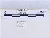 粉蝶燈蛾藏品圖，第3張