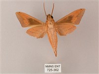 直翅斜紋天蛾藏品圖，第2張