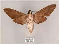 細斜紋霜天蛾藏品圖，第2張