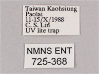 細斜紋霜天蛾藏品圖，第3張