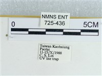 粉蝶燈蛾藏品圖，第3張