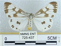 粉蝶燈蛾藏品圖，第1張