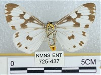 粉蝶燈蛾藏品圖，第2張