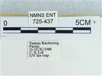 粉蝶燈蛾藏品圖，第3張