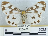 粉蝶燈蛾藏品圖，第2張