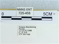 粉蝶燈蛾藏品圖，第3張