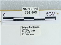 粉蝶燈蛾藏品圖，第3張