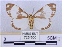 後凸蝶燈蛾藏品圖，第1張