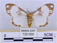 後凸蝶燈蛾藏品圖，第2張