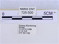 後凸蝶燈蛾藏品圖，第3張