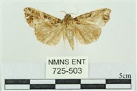 粉紅帶散紋夜蛾藏品圖，第1張