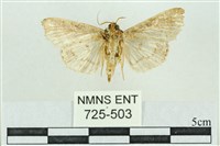 粉紅帶散紋夜蛾藏品圖，第2張