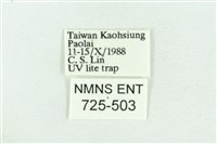 粉紅帶散紋夜蛾藏品圖，第3張