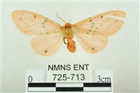 三條橙燈蛾藏品圖，第1張