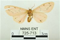 三條橙燈蛾藏品圖，第2張