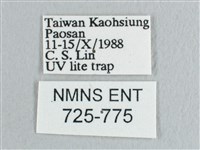彎黑黃鉤蛾藏品圖，第3張