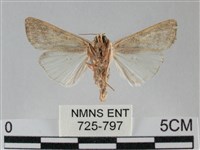 斜紋夜盜蛾藏品圖，第2張