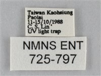 斜紋夜盜蛾藏品圖，第3張