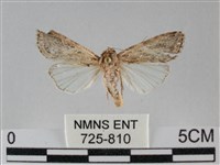 斜紋夜盜蛾藏品圖，第1張