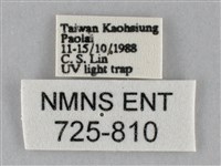 斜紋夜盜蛾藏品圖，第3張