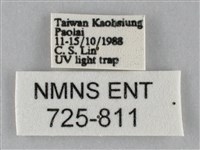 斜紋夜盜蛾藏品圖，第3張