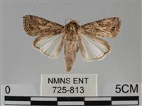 斜紋夜盜蛾藏品圖，第1張