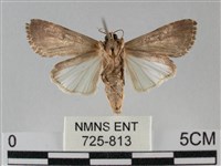 斜紋夜盜蛾藏品圖，第2張