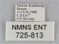 斜紋夜盜蛾藏品圖，第3張