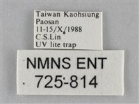 斜紋夜盜蛾藏品圖，第3張