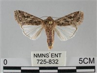 斜紋夜盜蛾藏品圖，第1張