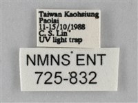 斜紋夜盜蛾藏品圖，第3張