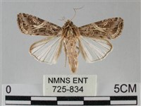 斜紋夜盜蛾藏品圖，第1張