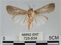 斜紋夜盜蛾藏品圖，第2張