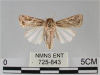 斜紋夜盜蛾藏品圖，第1張